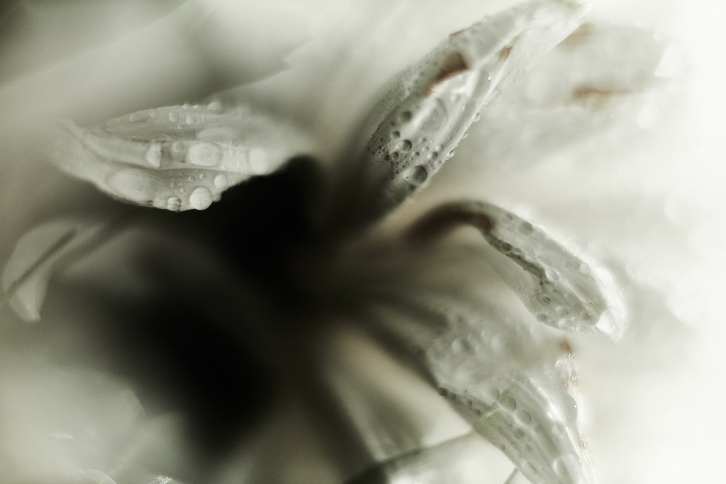 ELYSIUM-8.jpg